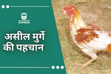 "छत्तीसगढ़ के उत्तर और दक्षिण बस्तर जिले में पाए जाने वाले असील मुर्गे।"