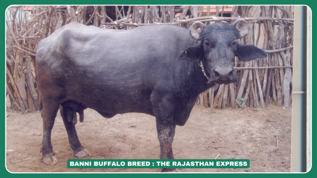 “Banni Buffalo – High Milk Yielding Buffalo Breed from Gujarat” “Banni Buffalo Price in Gujarat, Hyderabad & Other Regions””Comparison of Banni Buffalo and Murrah Buffalo – Milk Yield & Characteristics””Daily Milk Production of Banni Buffalo”