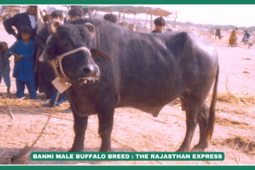 “Banni Buffalo – High Milk Yielding Buffalo Breed from Gujarat” “Banni Buffalo Price in Gujarat, Hyderabad & Other Regions””Comparison of Banni Buffalo and Murrah Buffalo – Milk Yield & Characteristics””Daily Milk Production of Banni Buffalo”