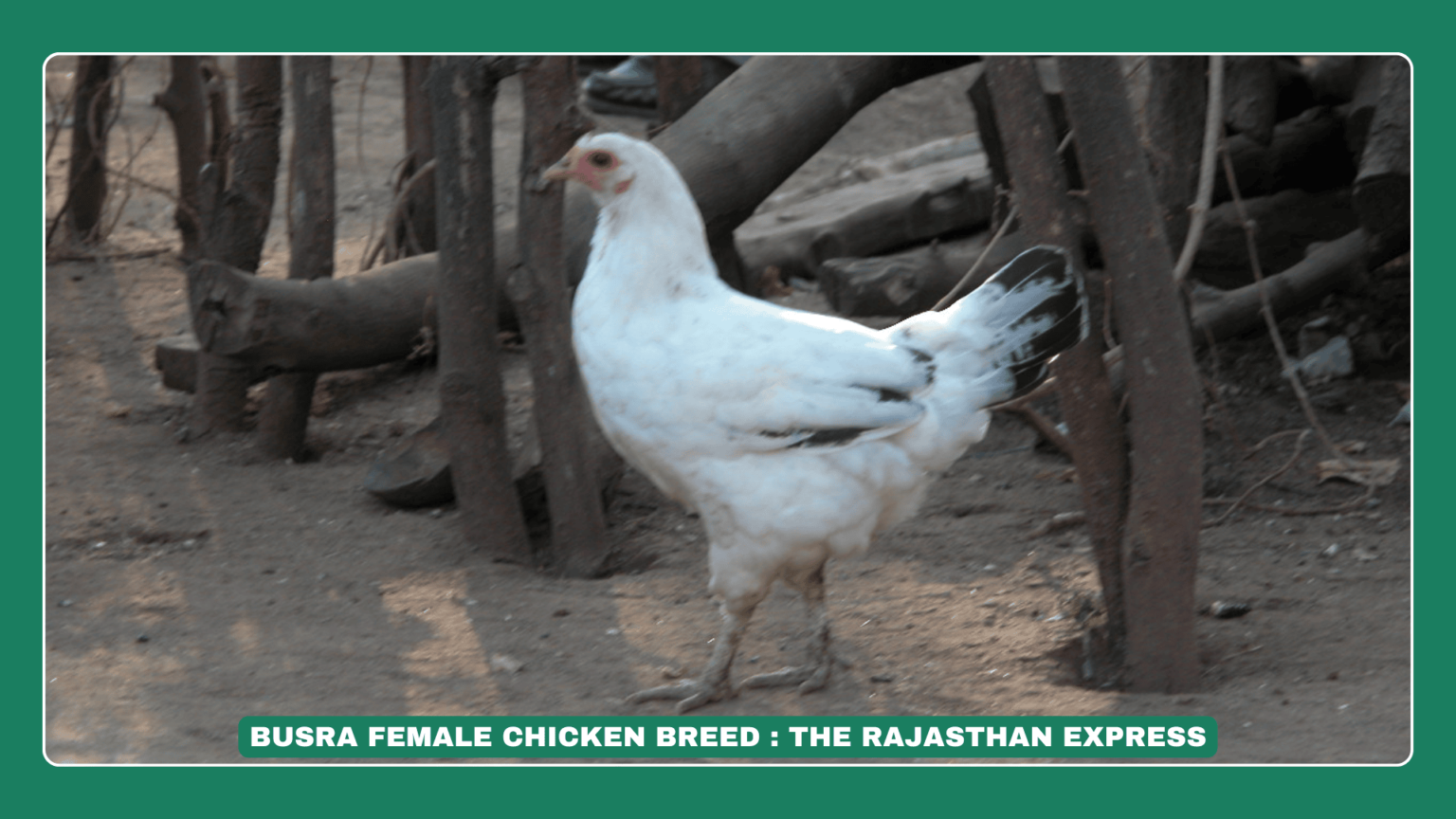 Api Busra Busra Chicken Breed: Indigenous Poultry From Gujarat And Maharashtra ...