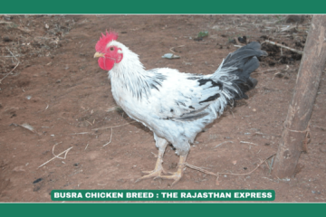 "Busra chicken with spotted plumage and yellow shanks in Gujarat.""Busra hen with white and black feathers in a tribal backyard farm.""Busra rooster with single comb and pinkish skin in Maharashtra."