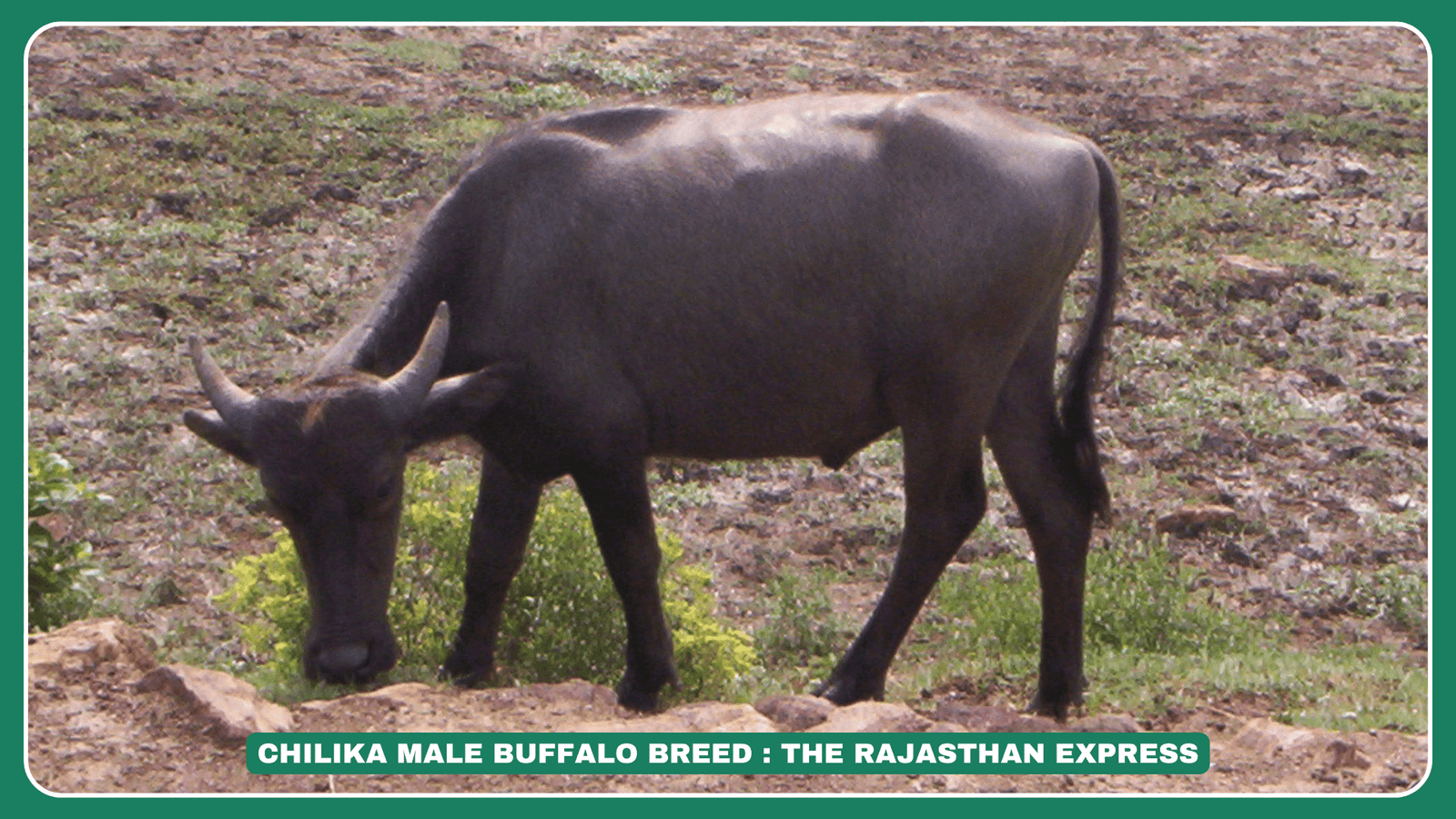 Chilika Buffalo Grazing – “A herd of Chilika Buffaloes grazing in the marshy lands near Chilika Lake, Odisha.” Chilika Buffalo Close-up – “A Chilika Buffalo showcasing its strong legs, compact body, and curved horns.” Chilika Buffalo Feeding – “Chilika Buffaloes feeding on submerged weeds and aquatic vegetation in Chilika Lake.” Traditional Chilika Buffalo Milk Collection – “Freshly collected Chilika Buffalo milk in clay pots, known for its rich taste and high-fat content.” Chilika Buffalo in Saline Water – “Chilika Buffalo wading through the saline waters of Chilika Lake, adapted to the unique ecosystem.” Chilika Buffalo Farmer – “A farmer with his Chilika Buffalo in Odisha, showcasing traditional dairy farming practices.” Chilika Buffalo Curd Storage – “Clay pots filled with Chilika Buffalo curd, known for its long preservation of 5-7 days at room temperature.” Chilika Buffalo Calf – “A young Chilika Buffalo calf standing beside its mother in a grazing field.”