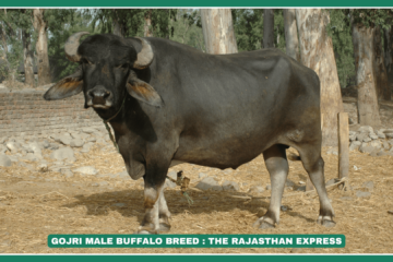 Gojri breed of buffalo is also known as “Desi” and the name of the breed is derived from the name of the pastoralist community Gujjar rearing these buffaloes. The breeding tract includes Chamba and Kangra districts of Himachal Pradesh; Hoshiarpur, Gurudaspur, Ropar, Pathankot and SAS Nagar (Mohali) districts of Punjab.