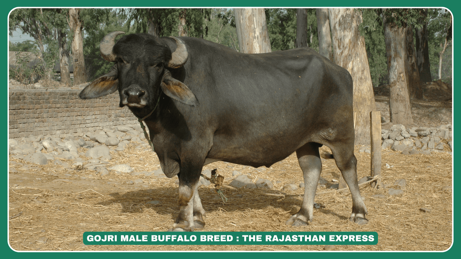 Gojri breed of buffalo is also known as “Desi” and the name of the breed is derived from the name of the pastoralist community Gujjar rearing these buffaloes. The breeding tract includes Chamba and Kangra districts of Himachal Pradesh; Hoshiarpur, Gurudaspur, Ropar, Pathankot and SAS Nagar (Mohali) districts of Punjab.