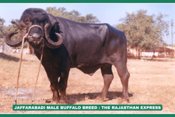 :Jaffarabadi Buffalo Milk Production Per Day” “Jaffarabadi Buffalo vs Murrah Buffalo – Which is Better?” “Jaffarabadi Buffalo for Sale in India – Best Price” “Jaffarabadi Buffalo Milk Fat Percentage & Quality” “Jaffarabadi Buffalo Origin & History”