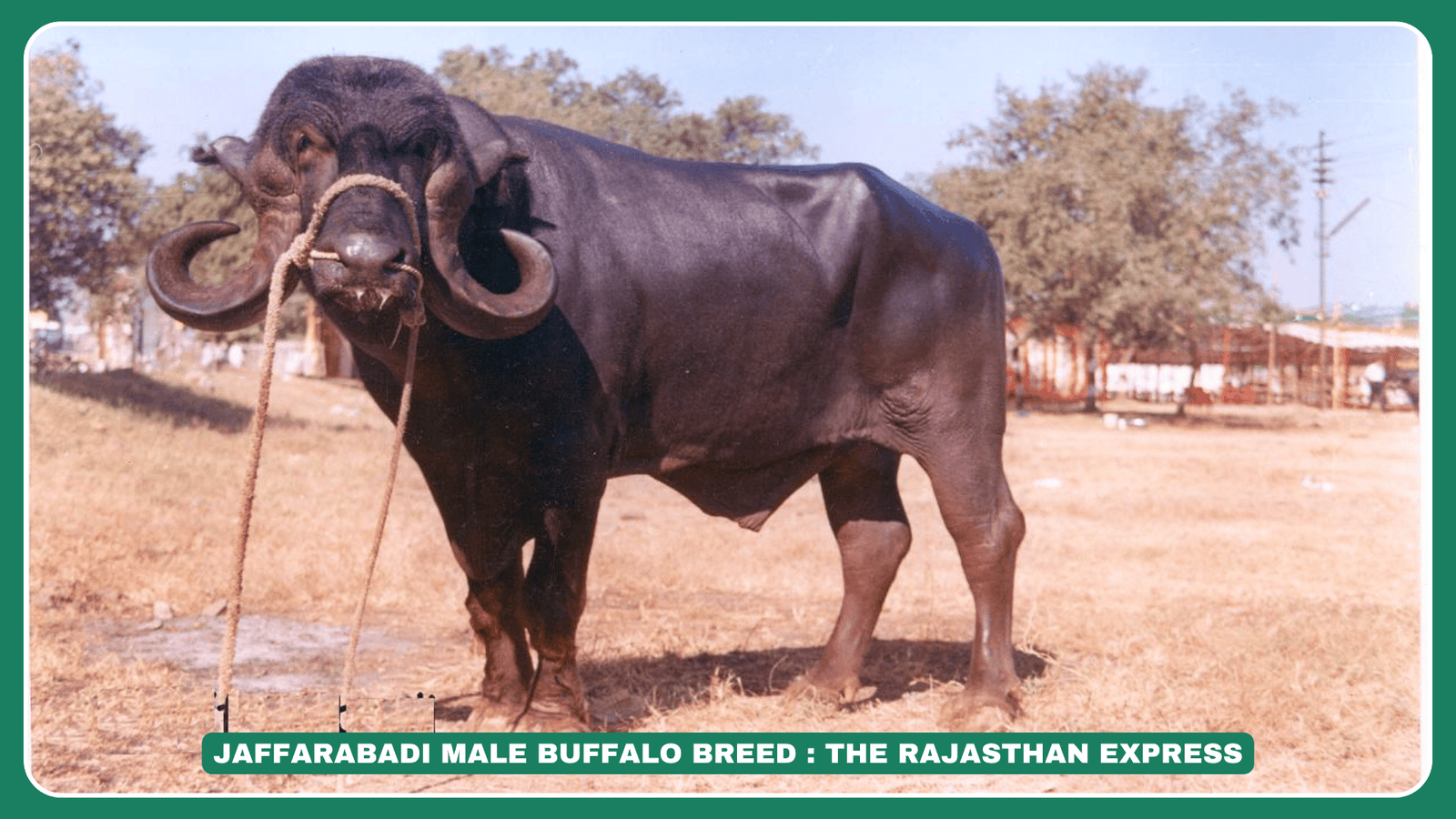:Jaffarabadi Buffalo Milk Production Per Day” “Jaffarabadi Buffalo vs Murrah Buffalo – Which is Better?” “Jaffarabadi Buffalo for Sale in India – Best Price” “Jaffarabadi Buffalo Milk Fat Percentage & Quality” “Jaffarabadi Buffalo Origin & History”