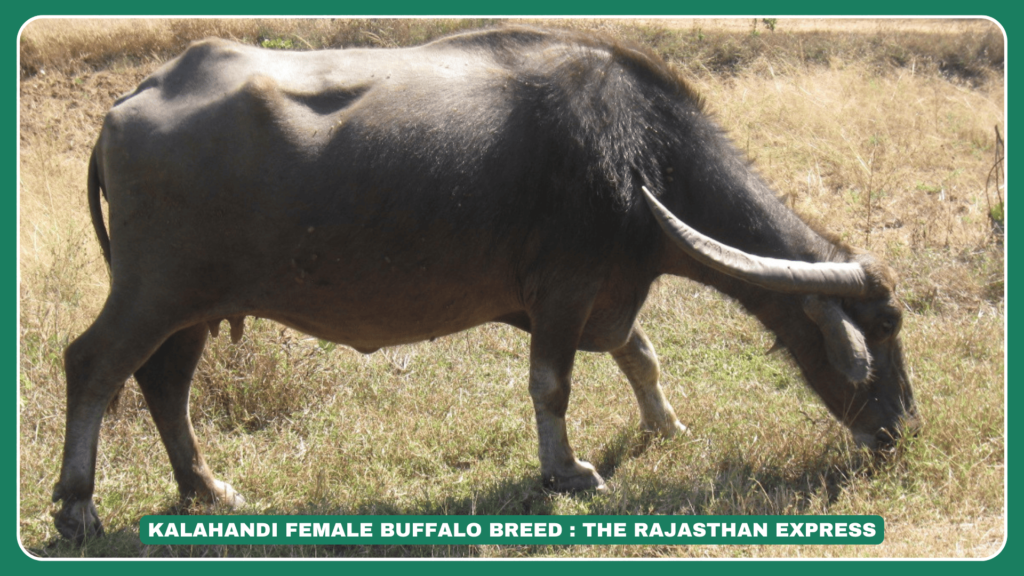 Kalahandi Buffalo – Strong and adaptable buffalo breed from Odisha, India. Kalahandi Buffalo Size – Medium-sized, blackish-grey buffalo with curved horns. Kalahandi Buffalo for Sale – Healthy Kalahandi buffalo available for dairy farming and draught work. Kalahandi Buffalo Origin – Indigenous breed named after the Kalahandi district in Odisha.