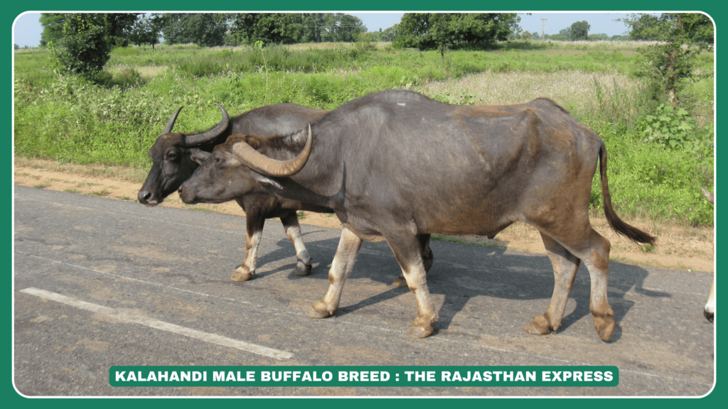 Kalahandi Buffalo – Strong and adaptable buffalo breed from Odisha, India. Kalahandi Buffalo Size – Medium-sized, blackish-grey buffalo with curved horns. Kalahandi Buffalo for Sale – Healthy Kalahandi buffalo available for dairy farming and draught work. Kalahandi Buffalo Origin – Indigenous breed named after the Kalahandi district in Odisha.