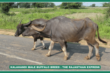 Kalahandi Buffalo – Strong and adaptable buffalo breed from Odisha, India. Kalahandi Buffalo Size – Medium-sized, blackish-grey buffalo with curved horns. Kalahandi Buffalo for Sale – Healthy Kalahandi buffalo available for dairy farming and draught work. Kalahandi Buffalo Origin – Indigenous breed named after the Kalahandi district in Odisha.