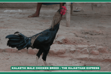 "Kalasthi chicken with bluish-black plumage and golden neck feathers in Andhra Pradesh." "Backyard farming of Kalasthi chickens in Chittoor district, Andhra Pradesh." "Kalasthi rooster with pea comb and grey shanks in a rural farm setting."
