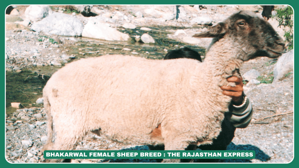 "Bhakarwal Sheep Breed: Characteristics, Wool Quality & Grazing Habits"