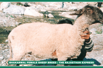 "Bhakarwal Sheep Breed: Characteristics, Wool Quality & Grazing Habits"