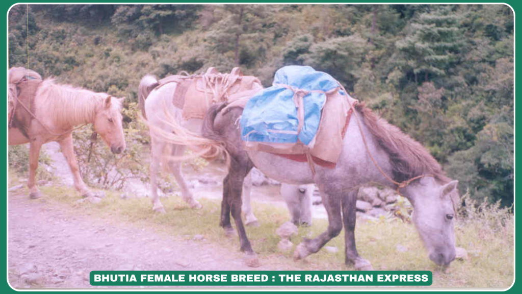 "Bhutia Horse Breed – Temperament, Height & Uses in High Altitudes"
