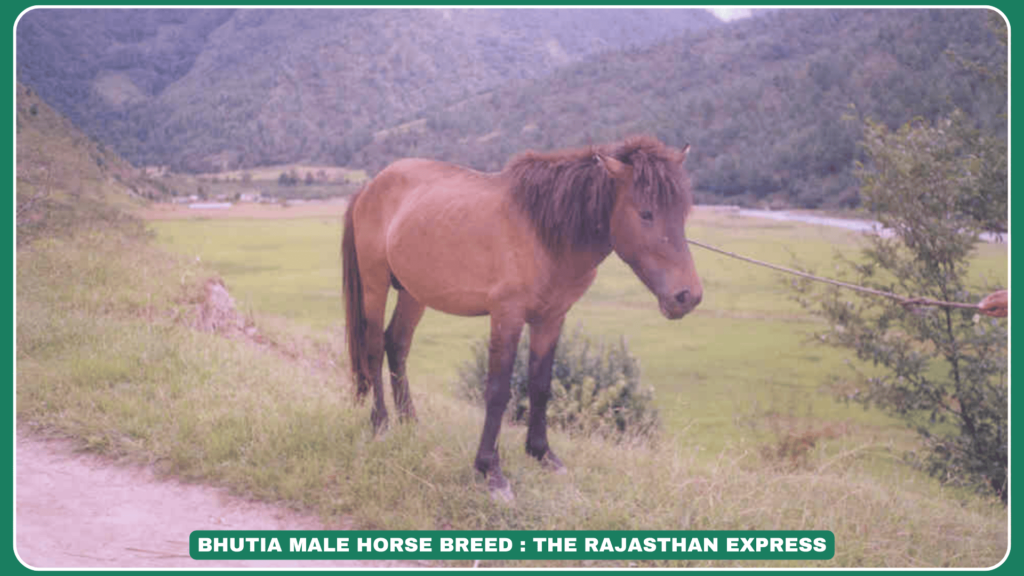 "Bhutia Horse Breed – Temperament, Height & Uses in High Altitudes"