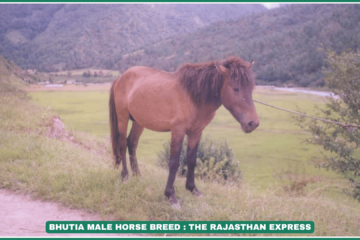 "Bhutia Horse Breed – Temperament, Height & Uses in High Altitudes"