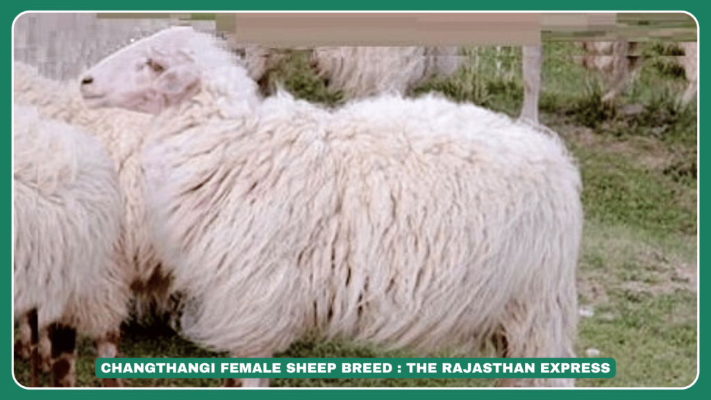 "Changthangi Sheep: The Pashmina Wool Producers of Ladakh" "Changthangi Sheep Breed – Care, Wool Quality & Climate Adaptability"