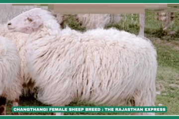 "Changthangi Sheep: The Pashmina Wool Producers of Ladakh" "Changthangi Sheep Breed – Care, Wool Quality & Climate Adaptability"