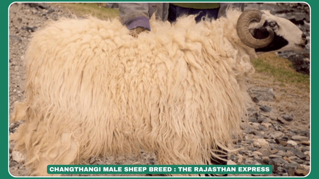 "Changthangi Sheep: The Pashmina Wool Producers of Ladakh"
 "Changthangi Sheep Breed – Care, Wool Quality & Climate Adaptability"

