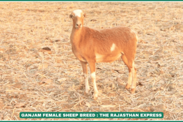 Ganjam sheep Odisha sheep breed meat sheep breed India indigenous sheep of Odisha Ganjam sheep characteristics Ganjam sheep population Ganjam sheep morphology Ganjam sheep adaptability Ganjam sheep meat production