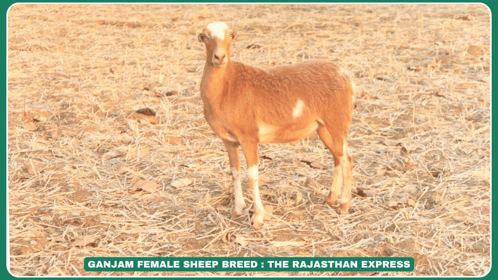 Ganjam sheep Odisha sheep breed meat sheep breed India indigenous sheep of Odisha Ganjam sheep characteristics Ganjam sheep population Ganjam sheep morphology Ganjam sheep adaptability Ganjam sheep meat production