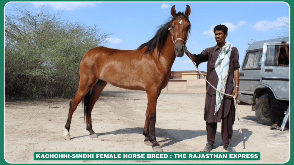 "The Kachchhi-Sindhi horse is a hardy desert breed known for endurance. Discover its origins, temperament, and why it’s prized in arid regions."