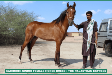 "The Kachchhi-Sindhi horse is a hardy desert breed known for endurance. Discover its origins, temperament, and why it’s prized in arid regions."