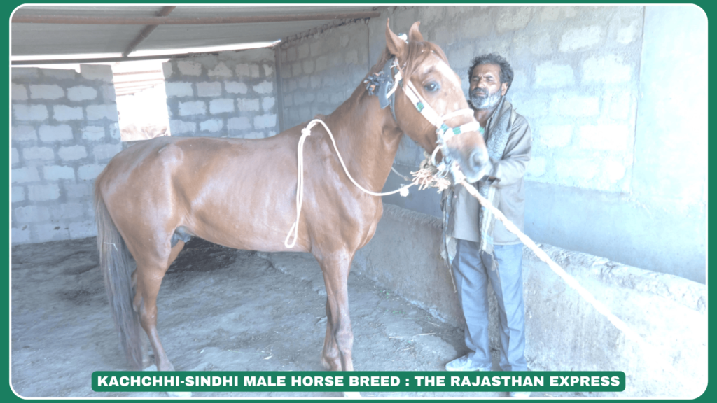 "The Kachchhi-Sindhi horse is a hardy desert breed known for endurance. Discover its origins, temperament, and why it’s prized in arid regions."
