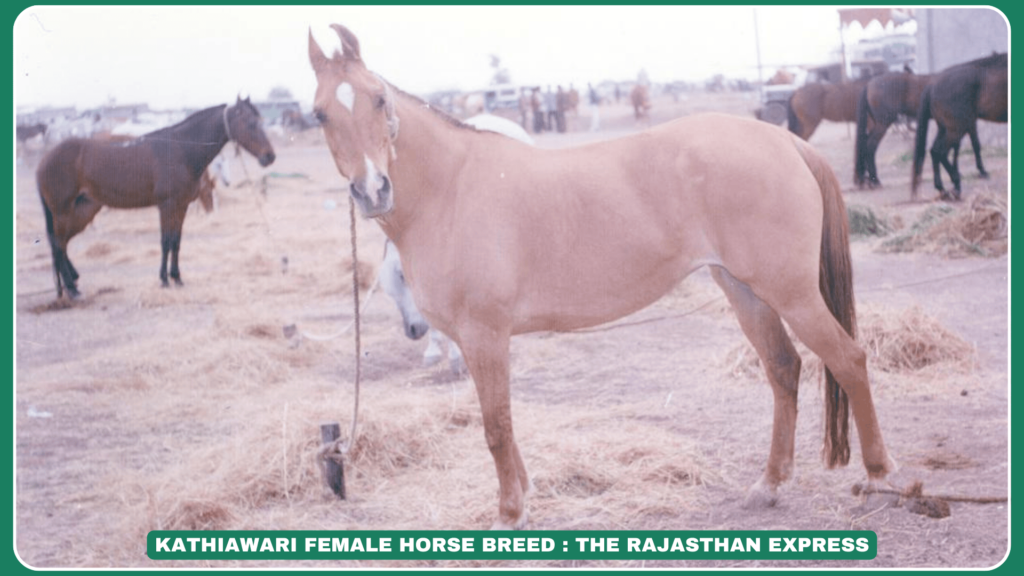 "Kathiawari Horse Breed Characteristics: The Elegant & Loyal Horse of Gujarat"