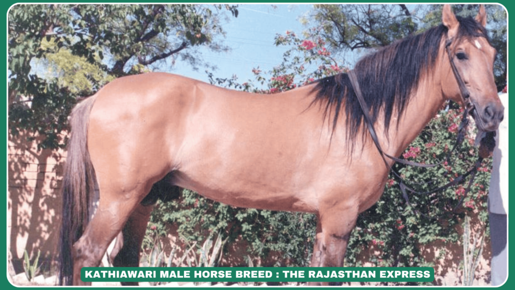 "Kathiawari Horse Breed Characteristics: The Elegant & Loyal Horse of Gujarat"