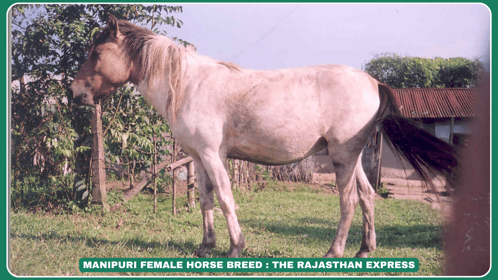 ✅ "Manipuri Pony: The Original Polo Horse of India – Traits & Conservation" ✅ "Manipuri Horse Breed: History, Uses & Why It’s Nearly Extinct"