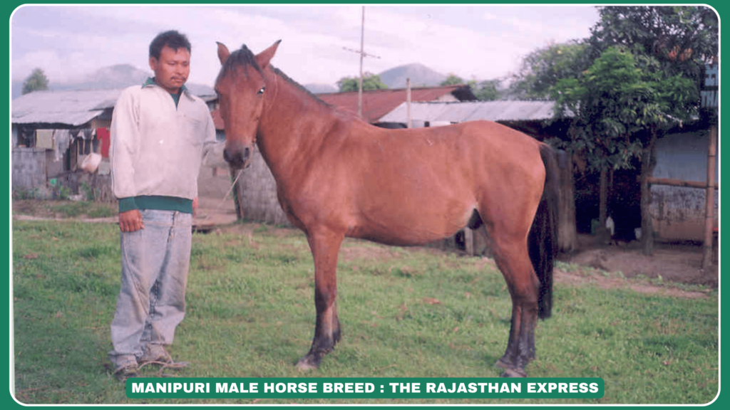 ✅ "Manipuri Pony: The Original Polo Horse of India – Traits & Conservation"
✅ "Manipuri Horse Breed: History, Uses & Why It’s Nearly Extinct"

