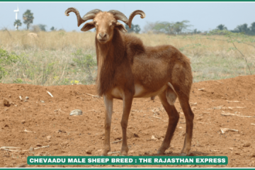 Chevaadu Sheep Breed – Native Tamil Nadu Meat Sheep