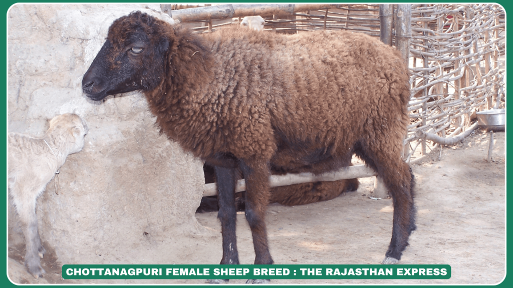 Chottanagpuri Sheep Breed – Origin, Traits, Uses & Distribution in India