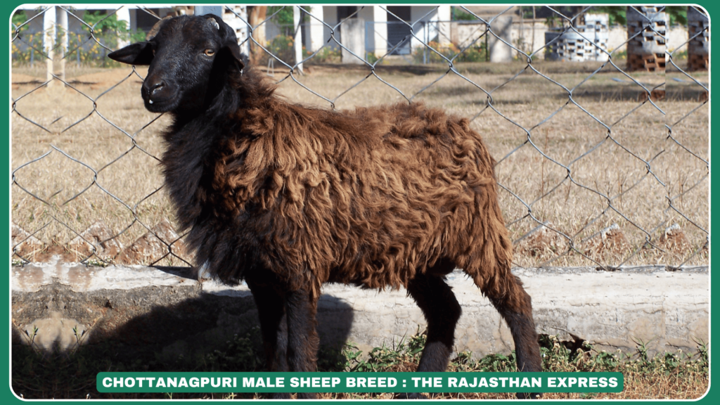 Chottanagpuri Sheep Breed – Origin, Traits, Uses & Distribution in India