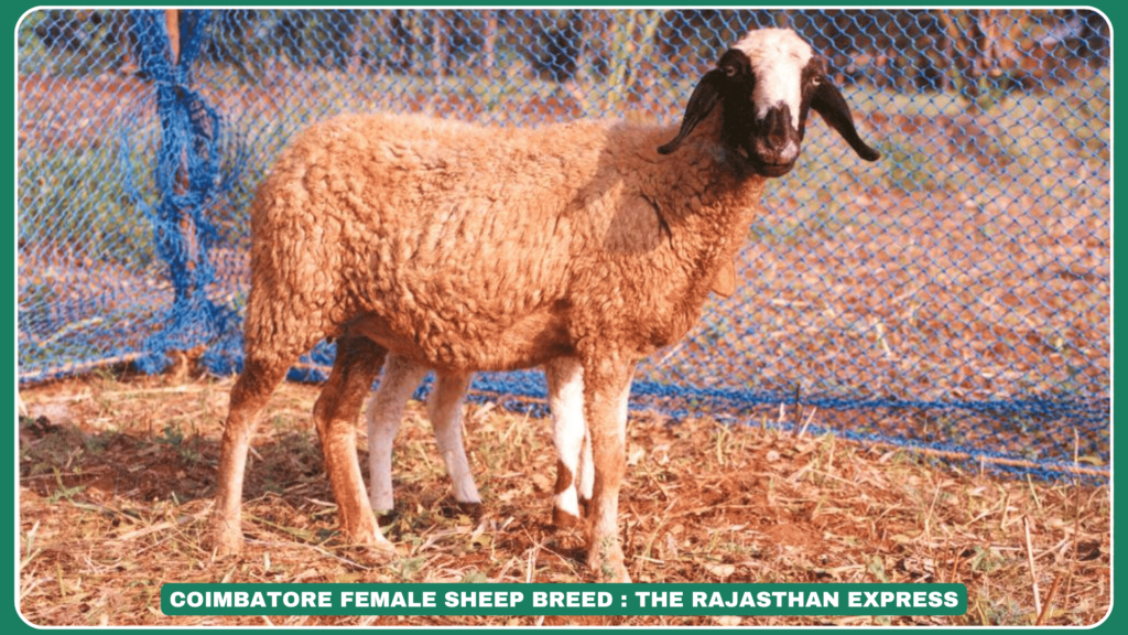 Coimbatore sheep breed Tamil Nadu sheep breeds Coimbatore sheep characteristics Coimbatore sheep wool quality Indian sheep breeds Coimbatore sheep management system Coimbatore sheep origin Coimbatore sheep migration