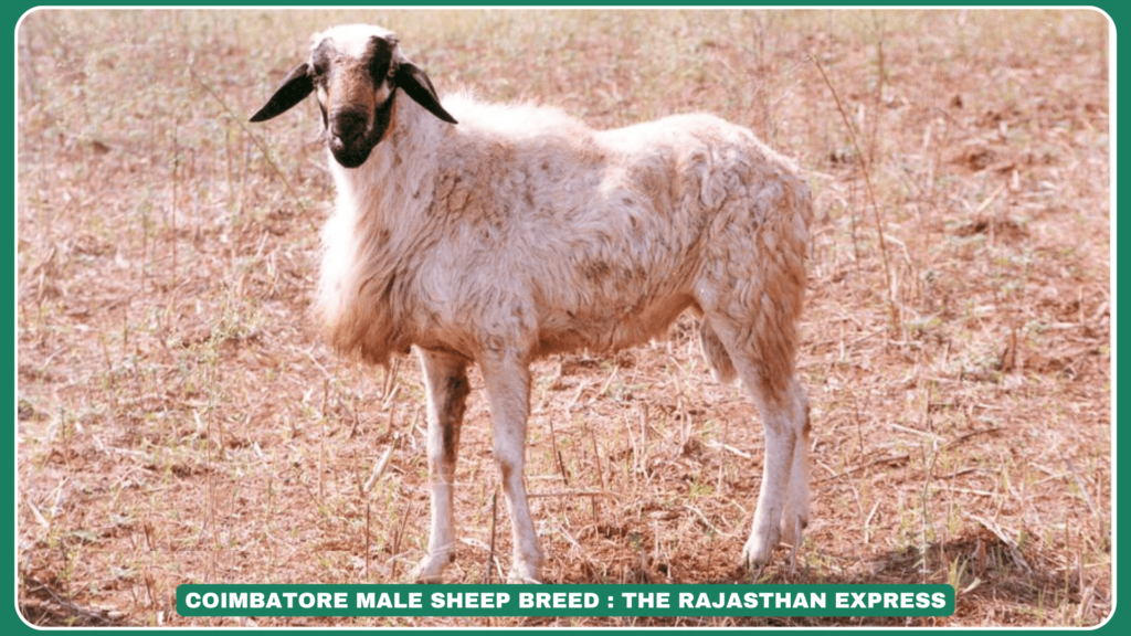 Coimbatore sheep breed Tamil Nadu sheep breeds Coimbatore sheep characteristics Coimbatore sheep wool quality Indian sheep breeds Coimbatore sheep management system Coimbatore sheep origin Coimbatore sheep migration