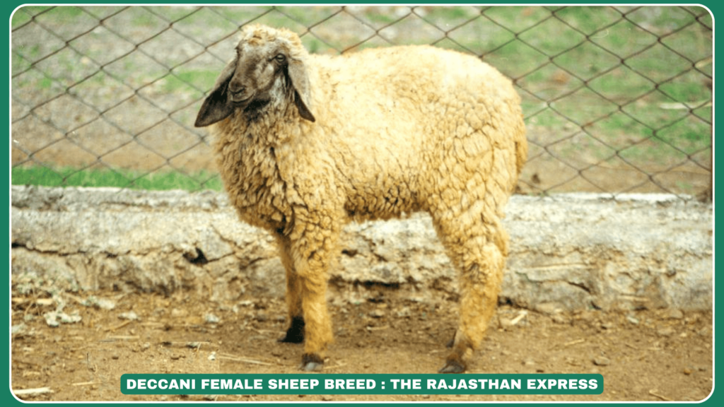 Deccani sheep breed Deccani sheep characteristics Deccani sheep wool Deccani sheep distribution Deccani sheep conservation Deccani sheep meat production Gongadi wool blankets Deccani sheep population decline Deccani sheep habitat Deccani sheep breeding tract