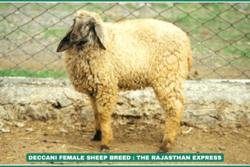 Deccani sheep breed Deccani sheep characteristics Deccani sheep wool Deccani sheep distribution Deccani sheep conservation Deccani sheep meat production Gongadi wool blankets Deccani sheep population decline Deccani sheep habitat Deccani sheep breeding tract