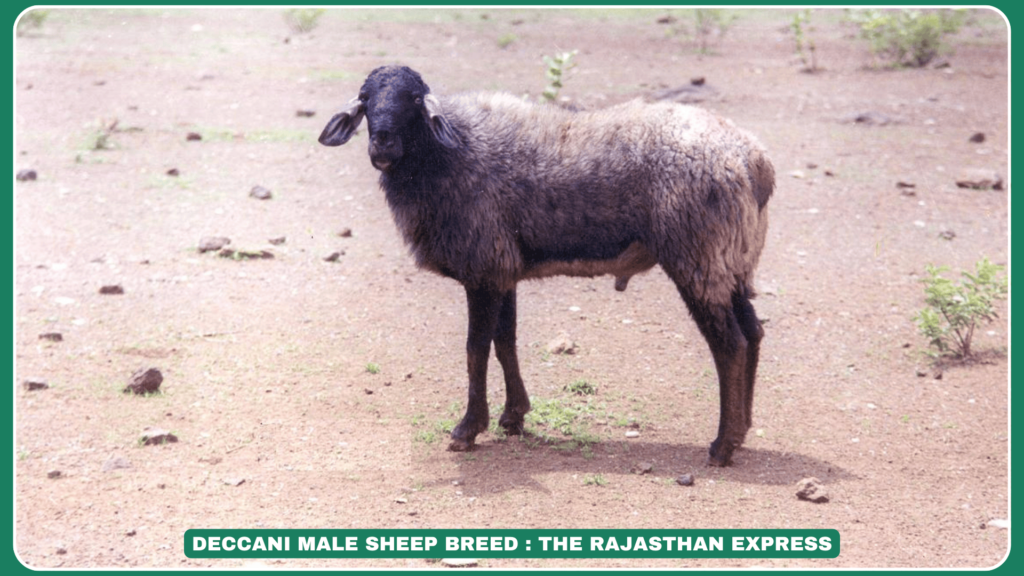 Deccani sheep breed Deccani sheep characteristics Deccani sheep wool Deccani sheep distribution Deccani sheep conservation Deccani sheep meat production Gongadi wool blankets Deccani sheep population decline Deccani sheep habitat Deccani sheep breeding tract
