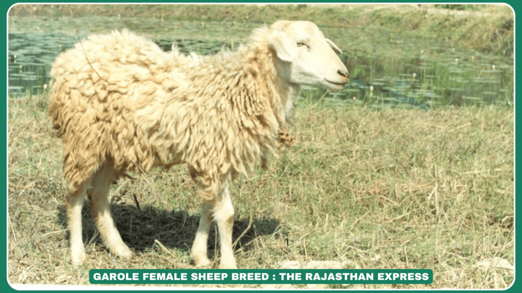 Garole Sheep: Prolific Microsheep of Sundarbans | Breed Profile & Conservation