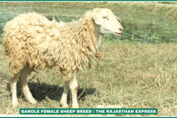 Garole Sheep: Prolific Microsheep of Sundarbans | Breed Profile & Conservation