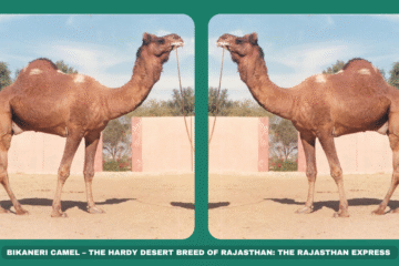Bikaneri camel Rajasthan camel breed Indian camel breeds Camel milk production Draught camel breeds Desert-adapted camels Camel fiber uses Camel farming in India