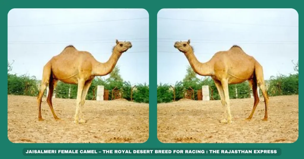 Jaisalmeri camel

Rajasthan racing camels

Camel safaris in Jaisalmer

BSF camels for border security

Fastest Indian camel breed

Desert-adapted camels

Camel milk nutrition

Tharparkar camel lineage
