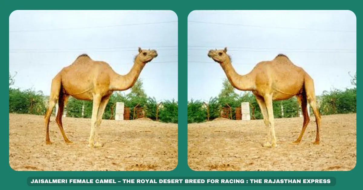 Jaisalmeri camel Rajasthan racing camels Camel safaris in Jaisalmer BSF camels for border security Fastest Indian camel breed Desert-adapted camels Camel milk nutrition Tharparkar camel lineage