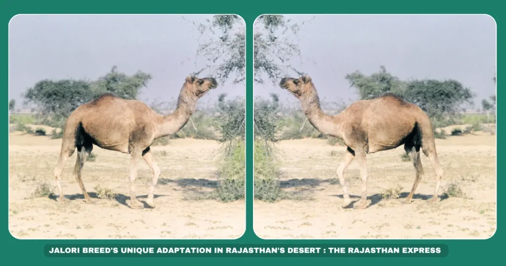 Jalori camel characteristics Dewasi community camel breeders Rajasthan desert-adapted camels Jalore-Sirohi indigenous livestock Dual-canal teat camel breed Non-drooping lip camels