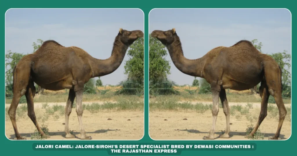 Jalori camel characteristics Dewasi community camel breeders Rajasthan desert-adapted camels Jalore-Sirohi indigenous livestock Dual-canal teat camel breed Non-drooping lip camels