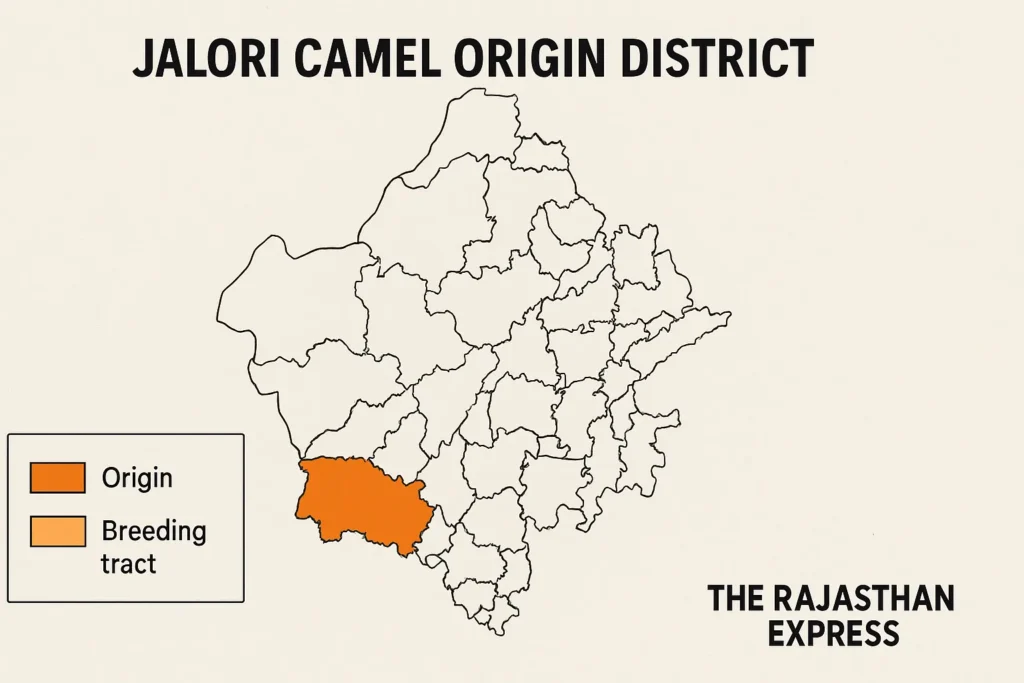Jalori camel characteristics Dewasi community camel breeders Rajasthan desert-adapted camels Jalore-Sirohi indigenous livestock Dual-canal teat camel breed Non-drooping lip camels