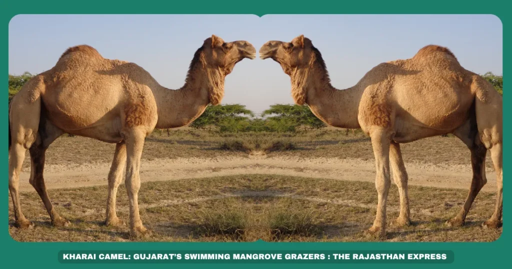 Kharai swimming camel Gujarat mangrove camels Salt-tolerant camel breed Dariya Vara Unt Camel milk production Kutch camel breeds Rare Indian camels Camel wool uses Coastal camel adaptation