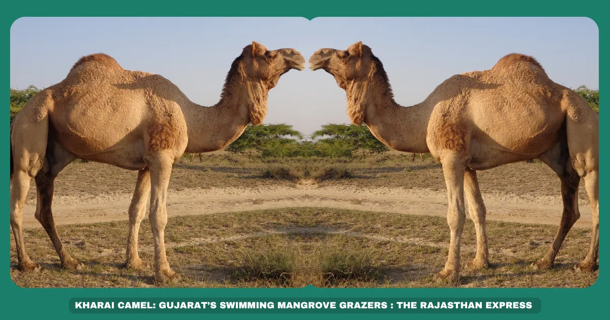Kharai swimming camel Gujarat mangrove camels Salt-tolerant camel breed Dariya Vara Unt Camel milk production Kutch camel breeds Rare Indian camels Camel wool uses Coastal camel adaptation
