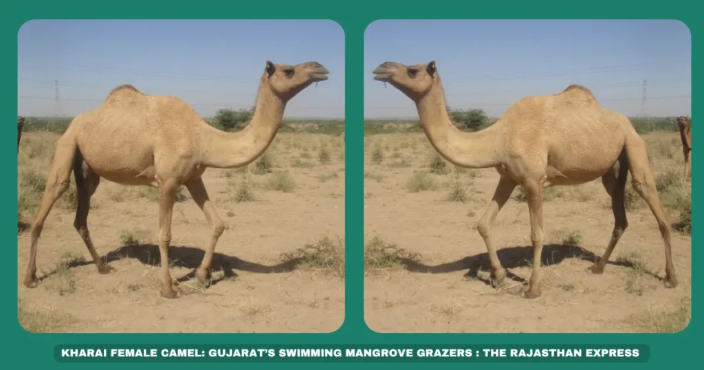 Kharai swimming camel Gujarat mangrove camels Salt-tolerant camel breed Dariya Vara Unt Camel milk production Kutch camel breeds Rare Indian camels Camel wool uses Coastal camel adaptation